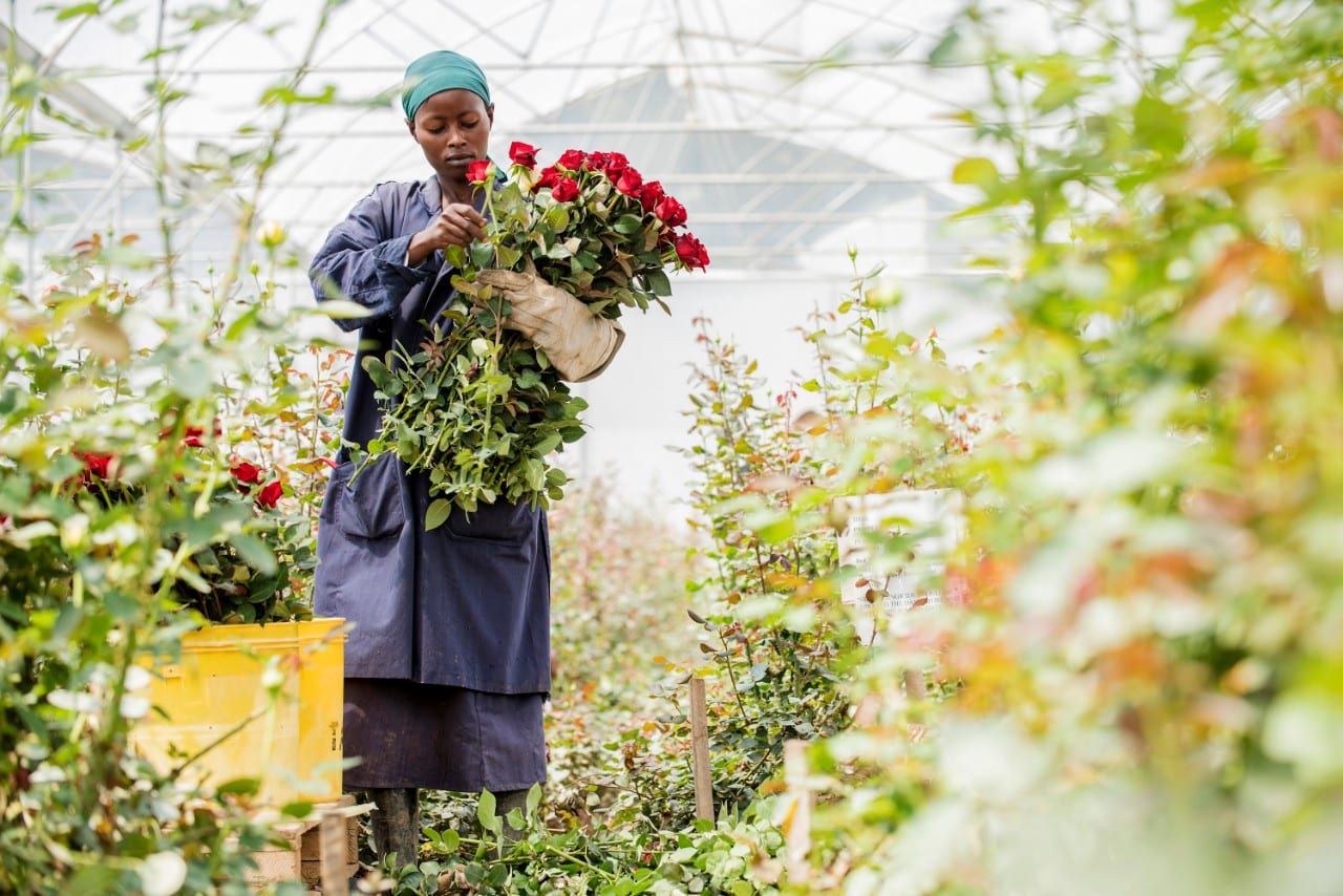 Bloemenplukker in Kenia